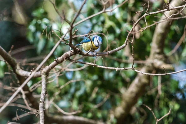 Burung kecil biru tit pada cabang makan kacang — Stok Foto