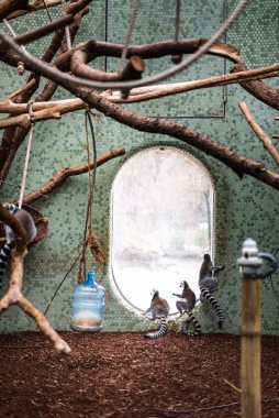 Halka kuyruklu Lemur Lemur catta hayvanat bahçesinde zıplayan tüylü maymun, Almanya 'nın Münih manzaralı siluetini izleyerek oyun oynuyor.