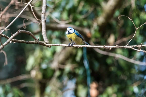 Pták malé modré prso na větev jíst matice — Stock fotografie