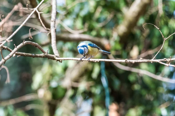 Bird small blue tit on branch eating nut — Stock Photo, Image