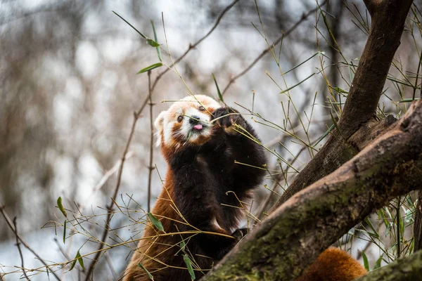 Cute red panda pulling the tongue out curious couple sex mating on branch happy — Stock Photo, Image