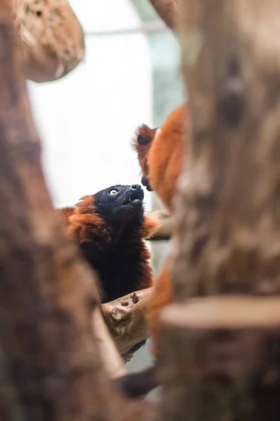 Profile of a red ruffed lemur closeup indoor zoo cage play love kiss couple romantic mating — Stock Photo, Image