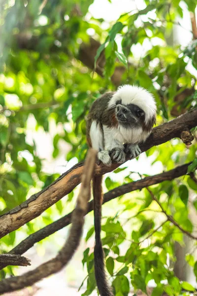 Marmoset en un tronco comiendo un poco de fruta verde enfoque agudo rama bosque zoológico recinto lindo mono esponjoso pequeño — Foto de Stock
