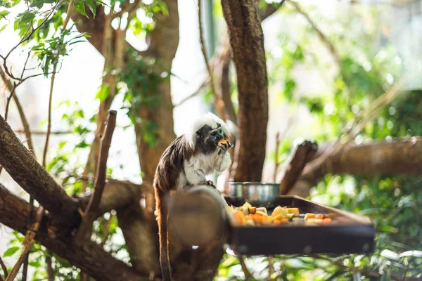 Marmoset en un tronco comiendo un poco de fruta verde enfoque agudo rama bosque zoológico recinto lindo mono esponjoso pequeño — Foto de Stock