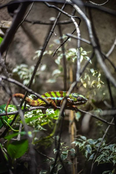 Closeup of panther chameleon lizard iguana green leaves leaf nature natural habitat zoo enclosure pet branches bokeh sharp focus dof — Stock Photo, Image