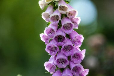 Yakınlarda uçan bal arısı ile Pembe Çiçekler Grubu