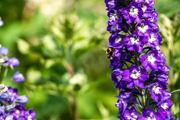 Flores de croco roxo na primavera abelha tempo voando detalhe inseto foco afiado — Fotografia de Stock