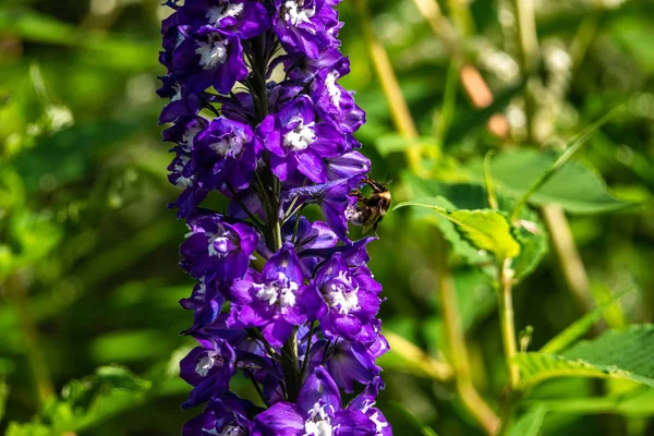 Flores de croco roxo na primavera abelha tempo voando detalhe inseto foco afiado — Fotografia de Stock