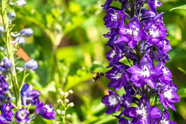 Flores de croco roxo na primavera abelha tempo voando detalhe inseto foco afiado — Fotografia de Stock