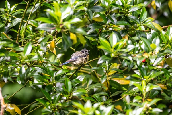 Burung Jerman tersembunyi di Pohon daun cabang hijau bokeh fokus tajam — Stok Foto
