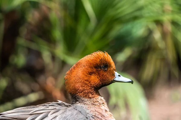 Closeup duck portrait orange fluffy mandarin beak — Stock Photo, Image