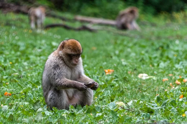 Aap in het bos jungle gras groen op zoek naar beneden duitsland — Stockfoto