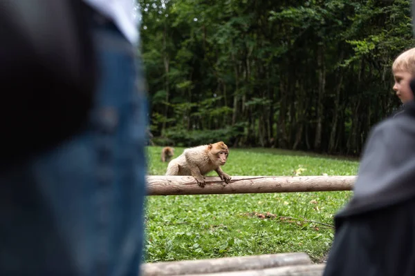 Portrét opice sedí na kládě vedle lidí opice les germany close up nadýchaný roztomilý malé dítě kopie prostor text zvíře koncept zoo — Stock fotografie