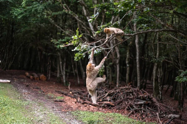 maymun Barbary Macaque daldan düşüp ağaçları kovalarken komik orman boşluğundan atlıyor.
