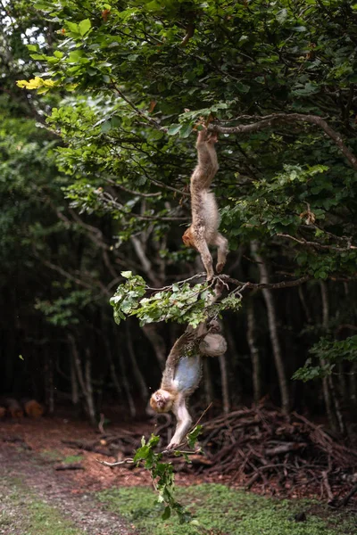 Mono berbería macaco cayendo de una rama jugando persiguiendo árboles saltar divertido bosque espacio para texto lúdico concepto — Foto de Stock