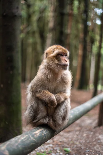 Portret van een aap zittend op log aap bos duits close-up pluizig schattig klein baby kopie ruimte tekst dier concept dierentuin — Stockfoto