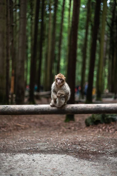 Retrato de un mono sentado en el bosque de monos de troncos alemania primer plano esponjoso lindo bebé pequeño espacio de copia texto animal concepto zoológico — Foto de Stock
