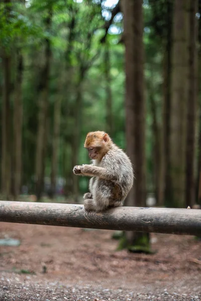 Retrato de un mono sentado en el bosque de monos de troncos alemania primer plano esponjoso lindo bebé pequeño espacio de copia texto animal concepto zoológico — Foto de Stock