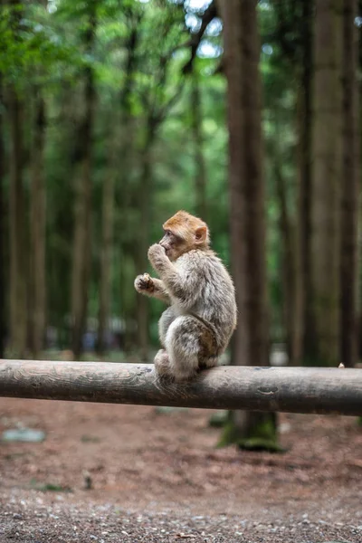Portrait of a monkey sitting on log monkey forest germany close up fluffy cute small baby copy space text animal concept zoo — Stock Photo, Image