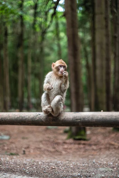 Portret van een aap zittend op log aap bos duits close-up pluizig schattig klein baby kopie ruimte tekst dier concept dierentuin — Stockfoto