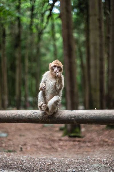 Portré egy majom ül log majom erdő Németország közelkép bolyhos aranyos kis baba másolás hely szöveg állat koncepció állatkert — Stock Fotó