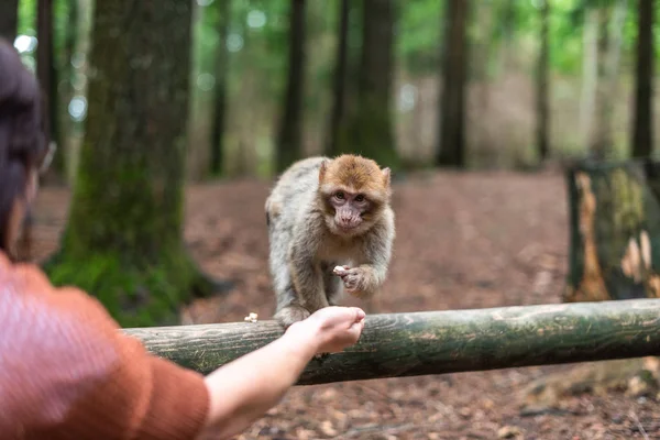 Aap het nemen van voedsel van de menselijke hand vrouw voeden aap bos duitsland — Stockfoto