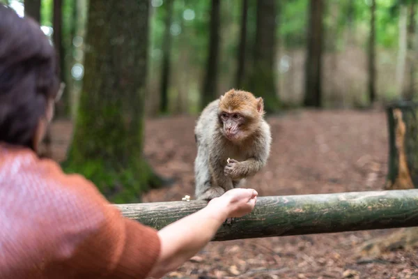 Mono tomando comida de la mano humana mujer alimentación mono bosque alemania — Foto de Stock