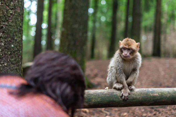 Mono tomando comida de la mano humana mujer alimentación mono bosque alemania — Foto de Stock