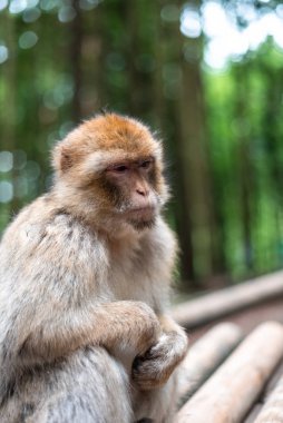 Yağmur ormanları arka planında macaque maymun portresi. Kapalı pofuduk, sevimli, duygusal maymun orman hayvanat bahçesi bokeh.
