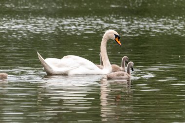 Güzel beyaz kuğu, küçük piliçlerle gölde yüzer cygnets dilsiz kuğu beyaz Alman gölünde