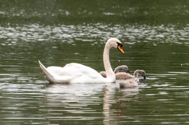 Güzel beyaz kuğu, küçük piliçlerle gölde yüzer cygnets dilsiz kuğu beyaz Alman gölünde