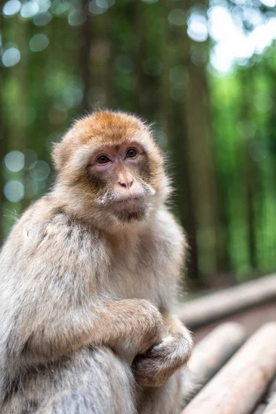 Yağmur ormanları arka planında macaque maymun portresi. Kapalı pofuduk, sevimli, duygusal maymun orman hayvanat bahçesi bokeh.