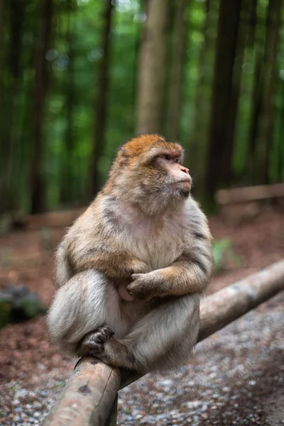 Retrato de mono macaco con fondo de selva tropical primer plano esponjoso lindo mono emocional bosque zoológico bokeh — Foto de Stock
