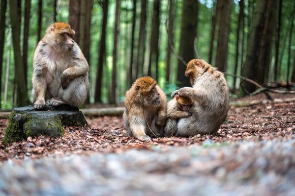 family of monkeys cute bond together hug play fun kid parents shildhood sacred forest germany