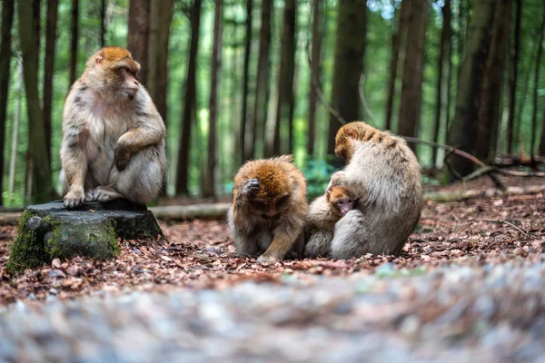 family of monkeys cute bond together hug play fun kid parents shildhood sacred forest germany