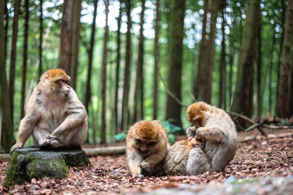 family of monkeys cute bond together hug play fun kid parents shildhood sacred forest germany