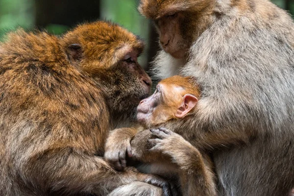Monkey familie op heilige aap bos duits close up aap baby aap schattig pluizig kind jong — Stockfoto