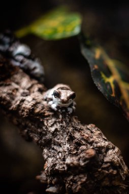 Mavi ve siyah zehirli ok kurbağası Dendrobates auratus d of sharp focus space for text makro sürüngen orman akvaryumu ev hayvanı şirin