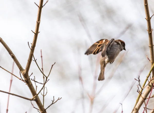 Hidden sparrow in tree branches focus bokeh summer spring bird flying common city urban cute small brown golden — Stock Photo, Image