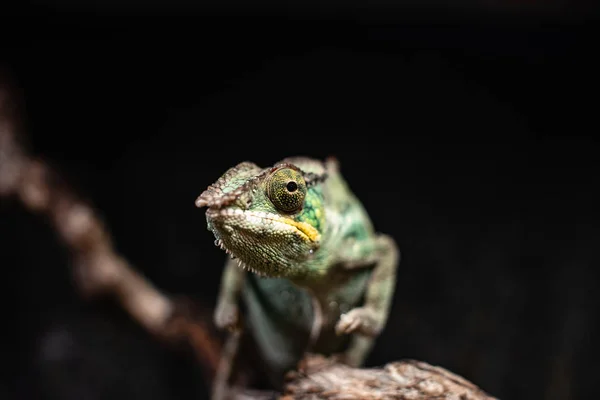 Grün Chamäleon sitzend Zweig Felsen schwarz Hintergrund dof scharf Fokus Raum für Text Makro Reptil Dschungel Aquarium zu Hause Haustier niedlich — Stockfoto