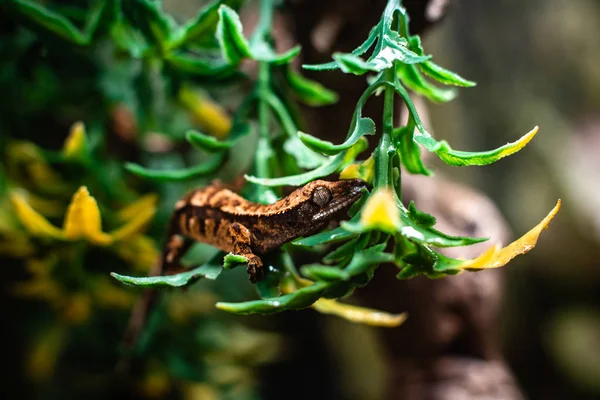 Gargoyle gecko Rhacodactylus auriculatus Raptor fantazisi. Metin makro sürüngen orman akvaryumu ev hayvanı için keskin odak uzayı olan sevimli dinazor dof sharp focus space.