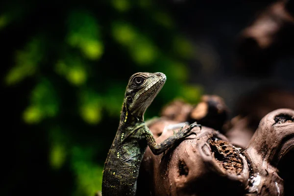 绿色蜥蜴长尾站立在一片锐利聚焦空间的木头上，为大型爬行动物丛林水族馆的家养宠物提供文本 — 图库照片