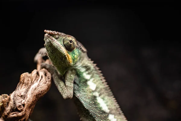 Green chameleon sitting branch rock black background dof sharp focus space for text macro reptile jungle aquarium home pet cute — Stock Photo, Image