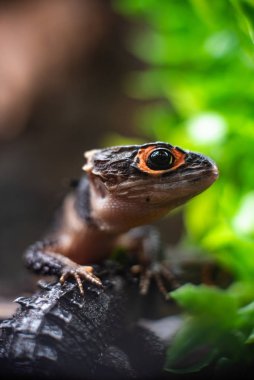 Yeşil kertenkele uzun kuyruk bir tahta parçasının üzerinde duruyor. Metin makro sürüngen orman akvaryumu ev hayvanı için odaklanma alanı.