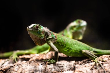 Kertenkele aileleri bir arada. Çift ağaç, metin makro sürüngen orman akvaryumu için gelecekteki şirin odaklanma alanına bakıyor.