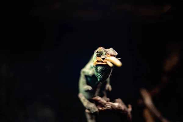 Chameleon σε ένα υποκατάστημα τρώει μια ακρίδα κρίκετ κρυφό ζώο φύση φυσικό dof αιχμηρό χώρο εστίασης για κείμενο μακροεντολή ερπετό ζούγκλα ενυδρείο σπίτι κατοικίδιο ζώο — Φωτογραφία Αρχείου