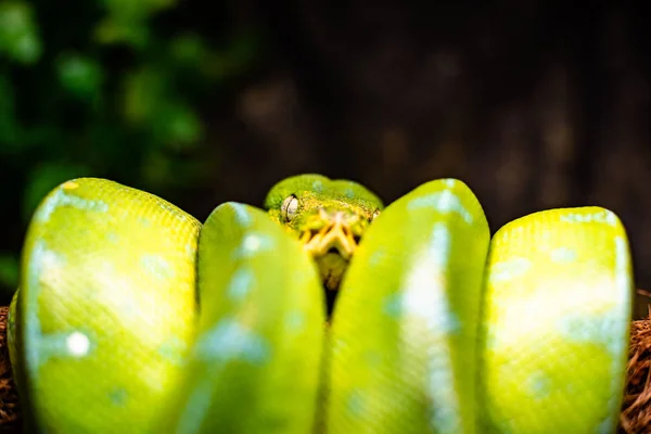 A close-up view of a green tree python slithering on a tree sleeping eyes dof sharp focus space for text macro reptile jungle aquarium home pet cute — Stock Photo, Image