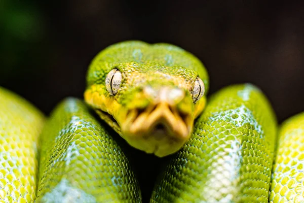 Uma visão de close-up de uma árvore verde python deslizando em uma árvore dormindo olhos dof espaço foco afiado para texto macro réptil selva aquário casa animal bonito — Fotografia de Stock