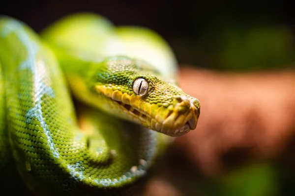 En närbild av ett grönt träd python glider på ett träd sovande ögon dof skarp fokus utrymme för text makro reptil djungel akvarium hem husdjur söt — Stockfoto