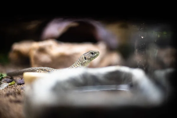 Léopard lézard gecko fermer macro. mignon gecko portrait léopard gecko sur la roche sur verre dof espace de mise au point nette pour texte macro reptile jungle aquarium maison animal de compagnie — Photo